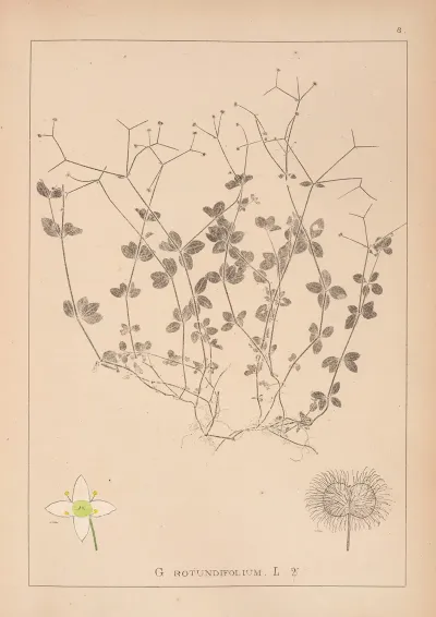 Herbier De La Flore Francaise Pl 0590