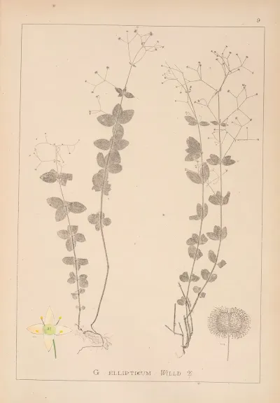 Herbier De La Flore Francaise Pl 0591