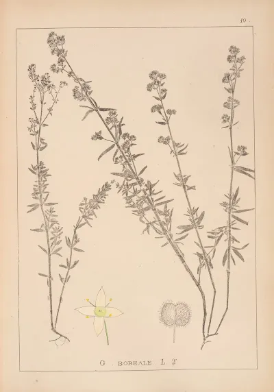 Herbier De La Flore Francaise Pl 0592