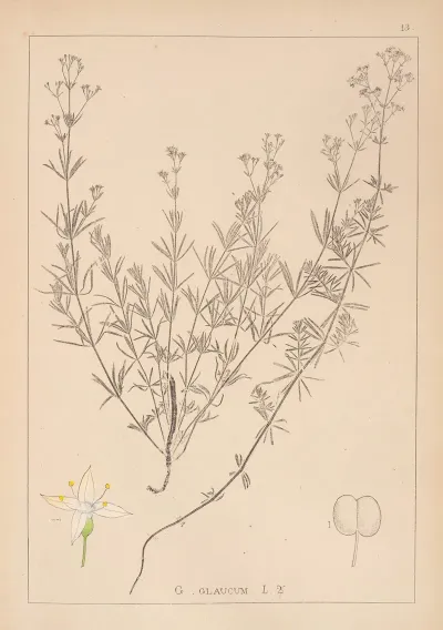 Herbier De La Flore Francaise Pl 0595