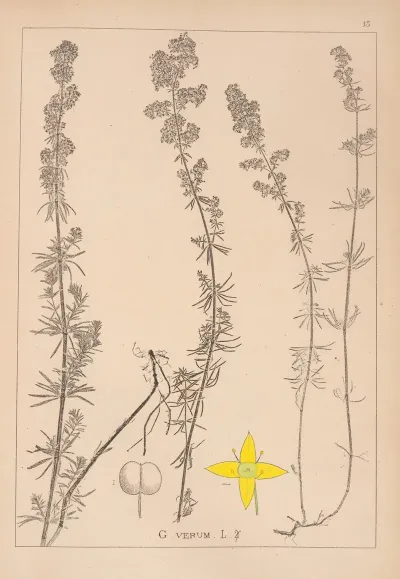 Herbier De La Flore Francaise Pl 0597