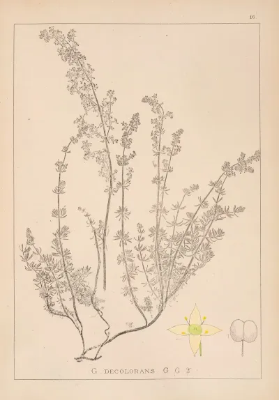 Herbier De La Flore Francaise Pl 0598