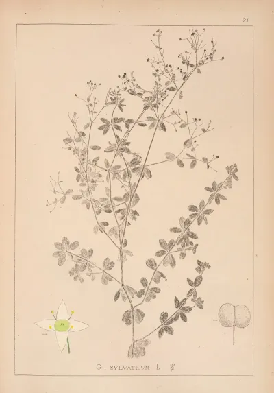 Herbier De La Flore Francaise Pl 0600