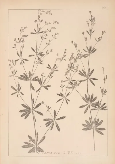 Herbier De La Flore Francaise Pl 0601