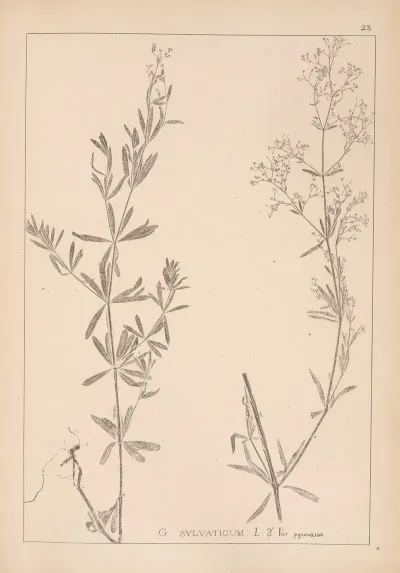 Herbier De La Flore Francaise Pl 0602