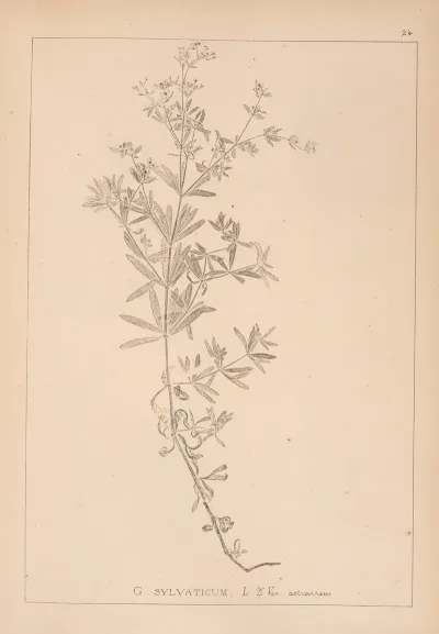 Herbier De La Flore Francaise Pl 0603