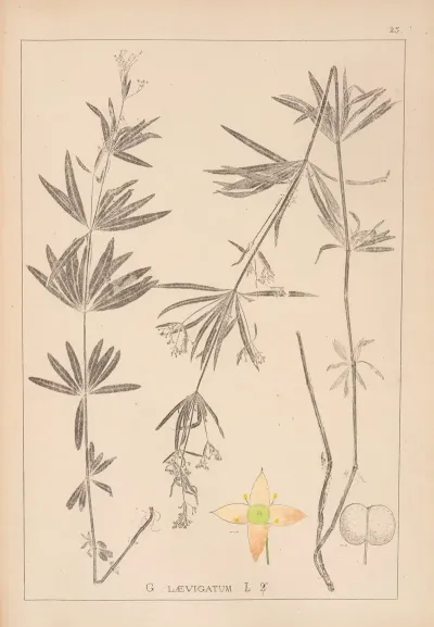 Herbier De La Flore Francaise Pl 0604