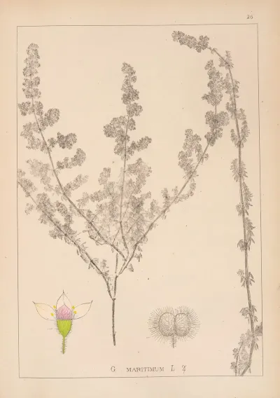 Herbier De La Flore Francaise Pl 0605