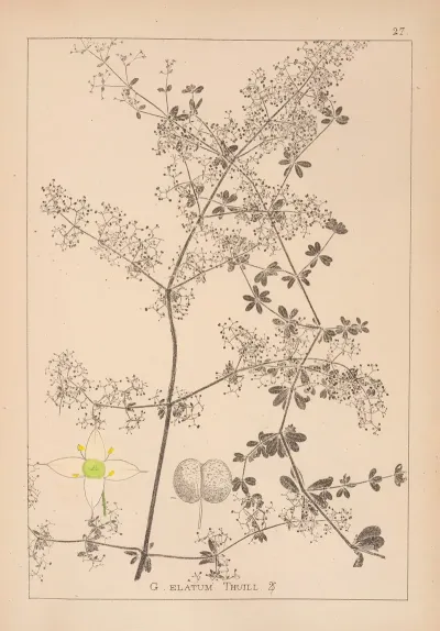 Herbier De La Flore Francaise Pl 0606