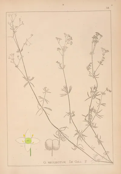 Herbier De La Flore Francaise Pl 0607
