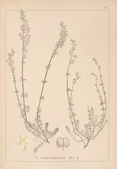 Herbier De La Flore Francaise Pl 0610