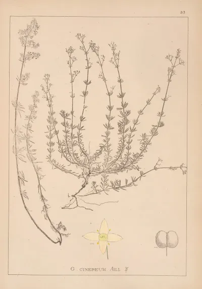 Herbier De La Flore Francaise Pl 0611