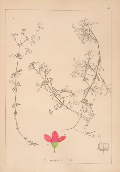 Herbier De La Flore Francaise Pl 0612