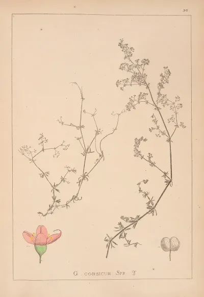 Herbier De La Flore Francaise Pl 0613