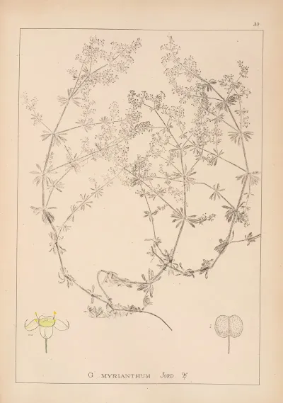 Herbier De La Flore Francaise Pl 0615