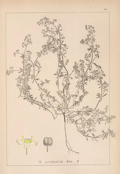 Herbier De La Flore Francaise Pl 0616