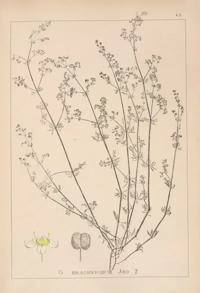 Herbier De La Flore Francaise Pl 0617