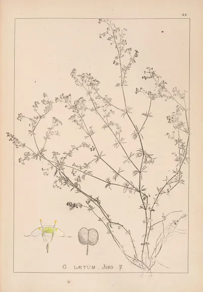 Herbier De La Flore Francaise Pl 0618