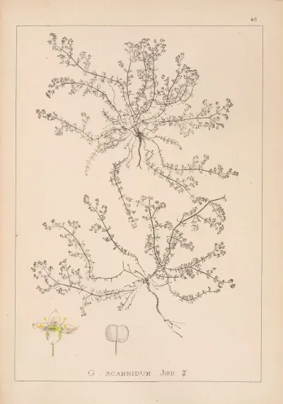 Herbier De La Flore Francaise Pl 0619