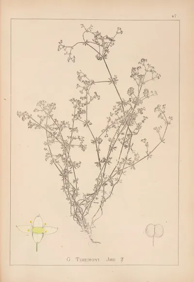 Herbier De La Flore Francaise Pl 0620