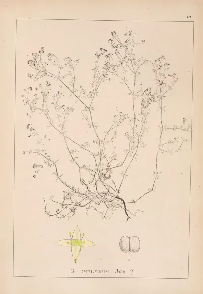 Herbier De La Flore Francaise Pl 0621