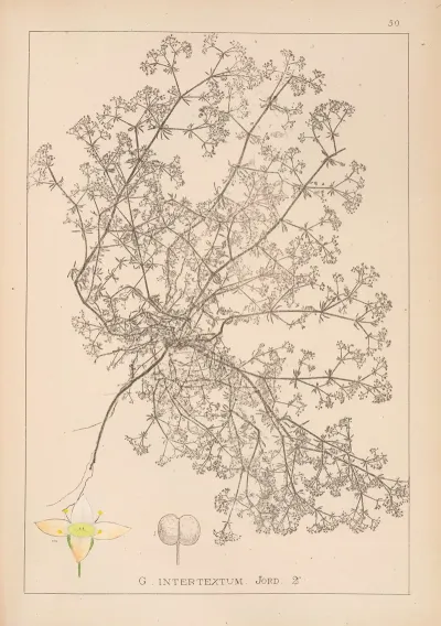 Herbier De La Flore Francaise Pl 0622