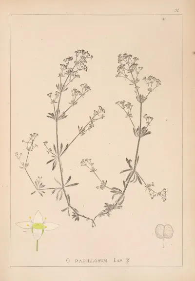 Herbier De La Flore Francaise Pl 0623