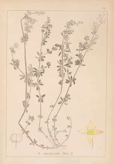 Herbier De La Flore Francaise Pl 0624