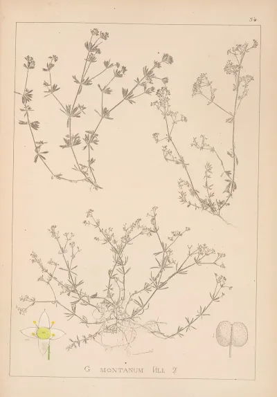 Herbier De La Flore Francaise Pl 0626