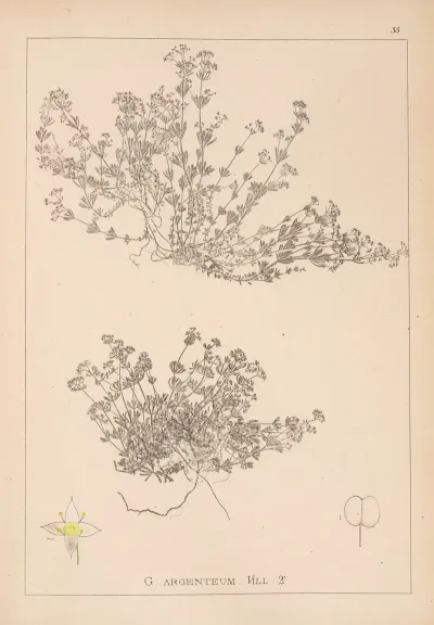 Herbier De La Flore Francaise Pl 0627
