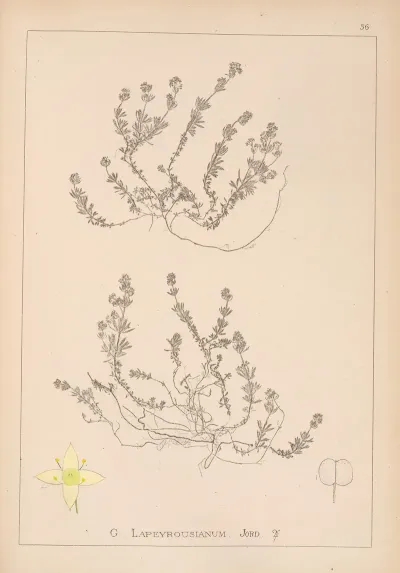 Herbier De La Flore Francaise Pl 0628