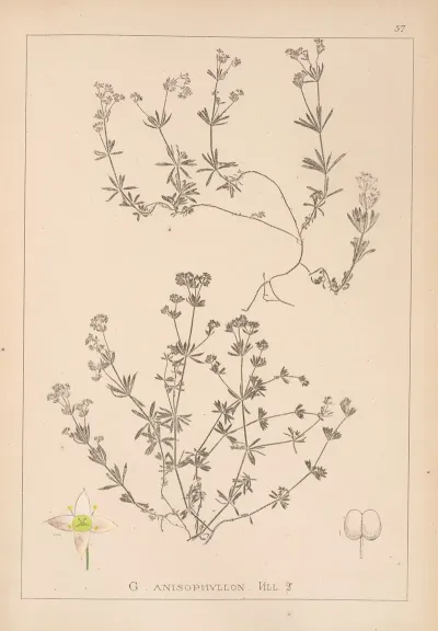 Herbier De La Flore Francaise Pl 0629