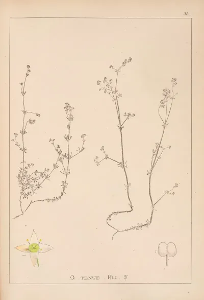 Herbier De La Flore Francaise Pl 0630