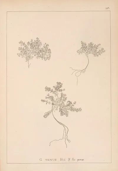 Herbier De La Flore Francaise Pl 0631
