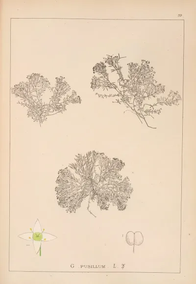 Herbier De La Flore Francaise Pl 0632