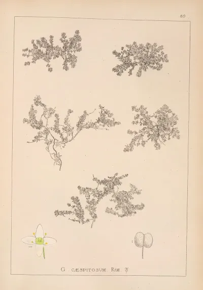 Herbier De La Flore Francaise Pl 0633