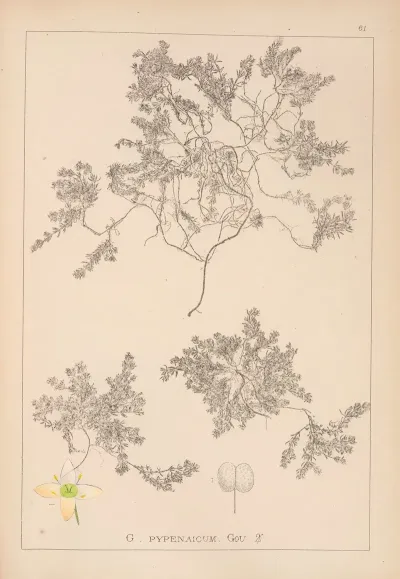 Herbier De La Flore Francaise Pl 0634