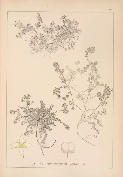 Herbier De La Flore Francaise Pl 0635