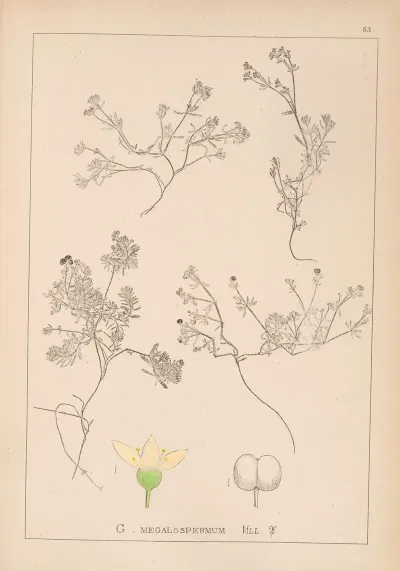 Herbier De La Flore Francaise Pl 0636