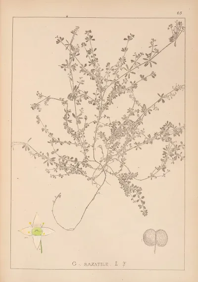 Herbier De La Flore Francaise Pl 0638