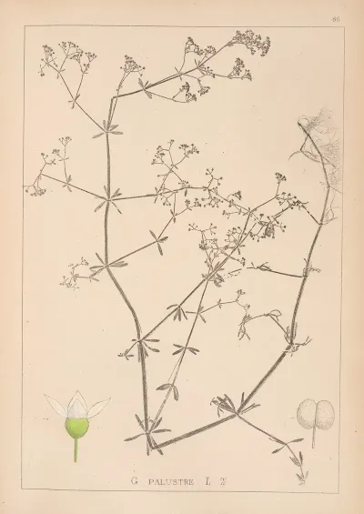 Herbier De La Flore Francaise Pl 0639