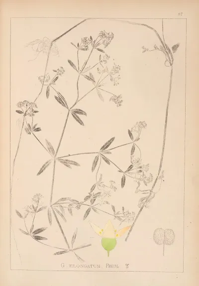 Herbier De La Flore Francaise Pl 0640