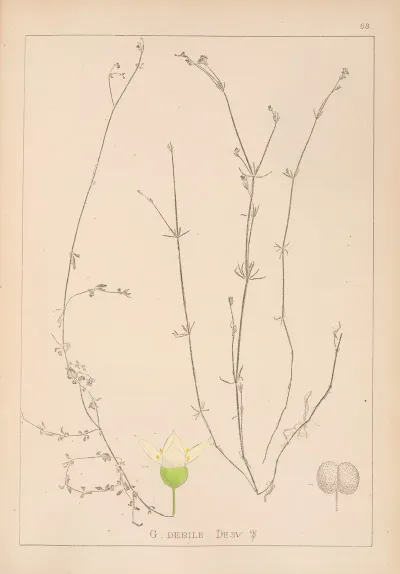 Herbier De La Flore Francaise Pl 0641