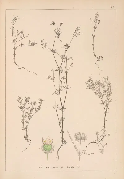 Herbier De La Flore Francaise Pl 0643