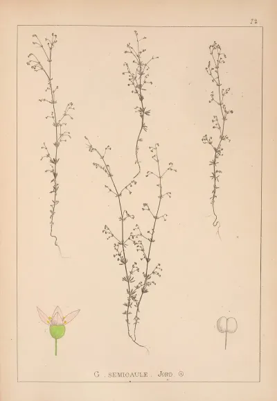 Herbier De La Flore Francaise Pl 0645
