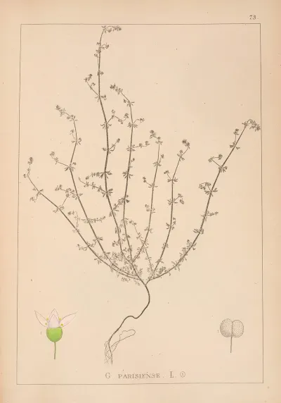 Herbier De La Flore Francaise Pl 0646
