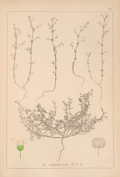 Herbier De La Flore Francaise Pl 0647