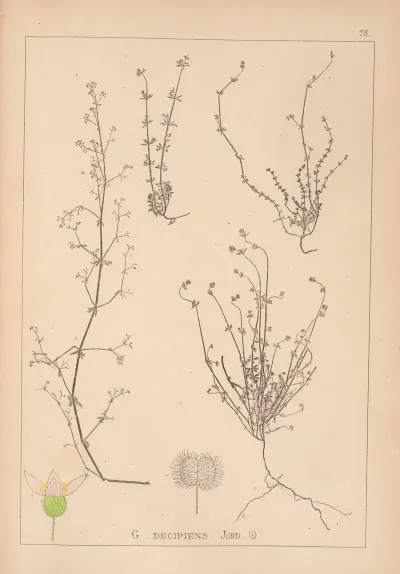 Herbier De La Flore Francaise Pl 0648