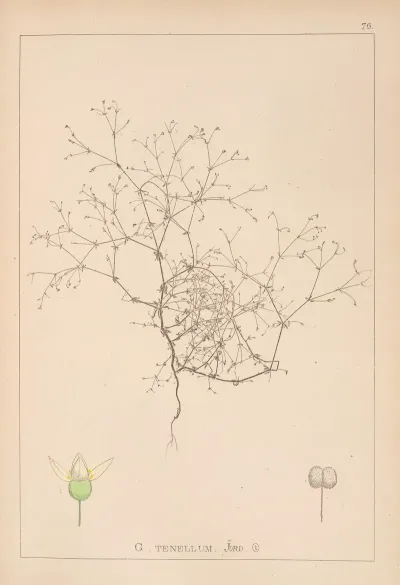 Herbier De La Flore Francaise Pl 0649
