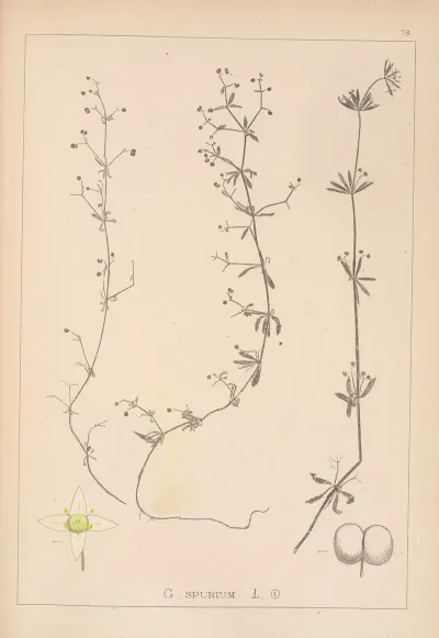 Herbier De La Flore Francaise Pl 0651
